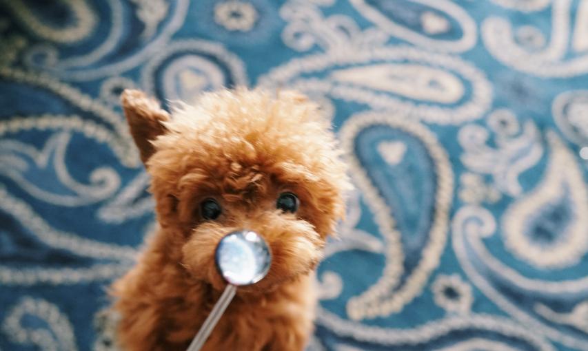 狗狗喜欢吃糖怎么办,狗狗解馋营养食品