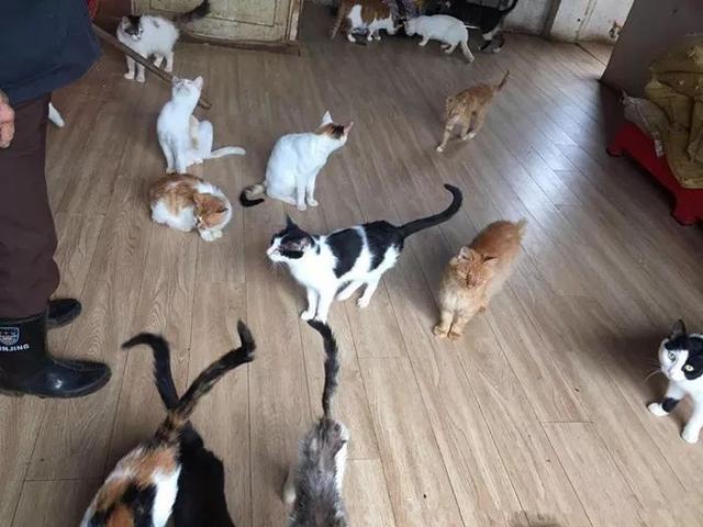 为什么那么多人提倡领养代替购买，看完你就了解了