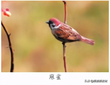 一年级拼音字母表声调领读,语文小学一年级拼音声调标法技巧