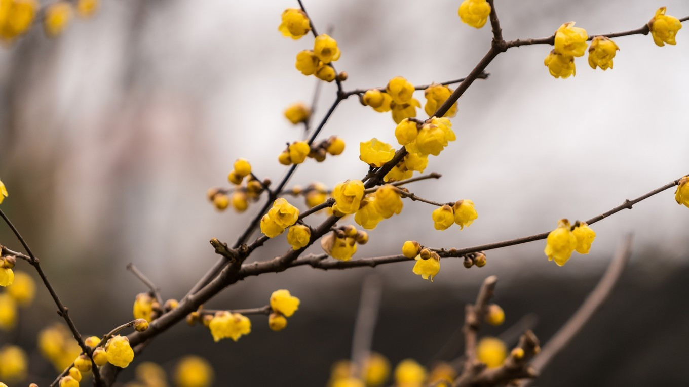 金陵第一园瞻园简介,南京瞻园最值得看的地方