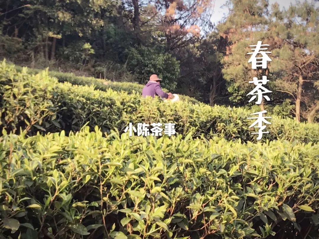 买茶叶怎么确保是新茶 (网上买的新茶能放多久)