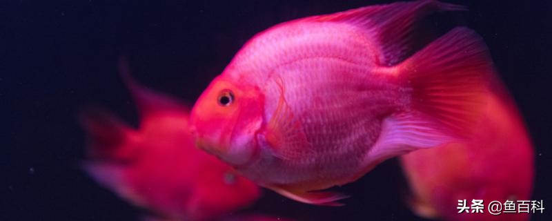 鹦鹉鱼身上出现黑斑用什么药,鹦鹉鱼身上长黑斑用什么药