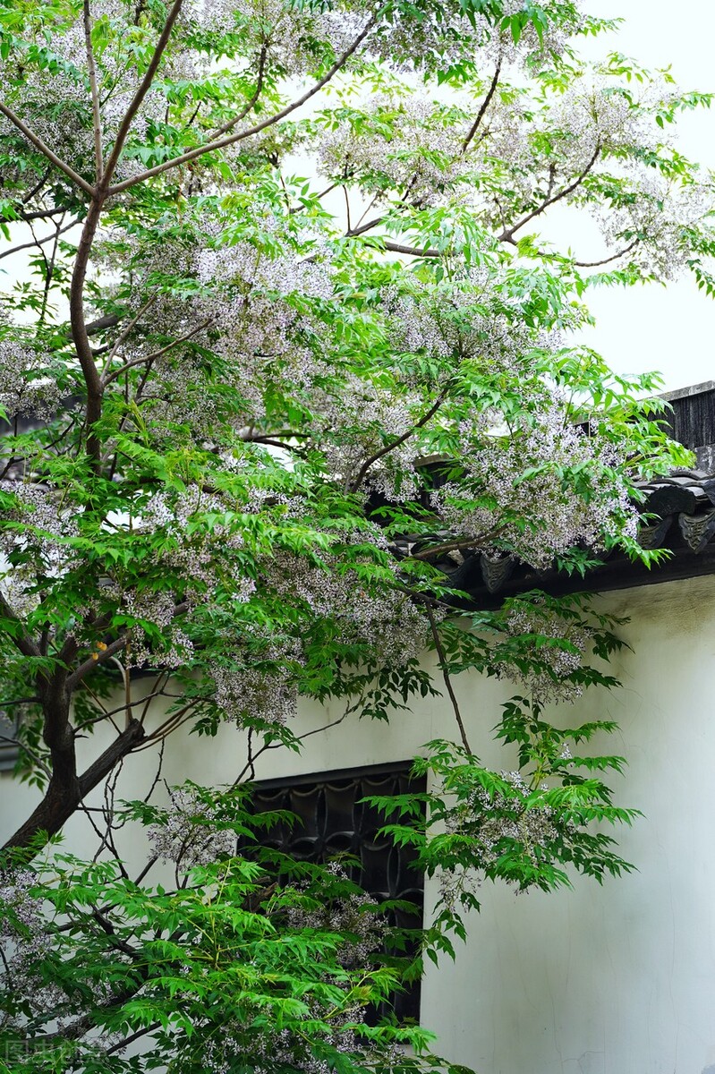 消失的苦楝树为什么很少,苦楝树为什么不长在深山