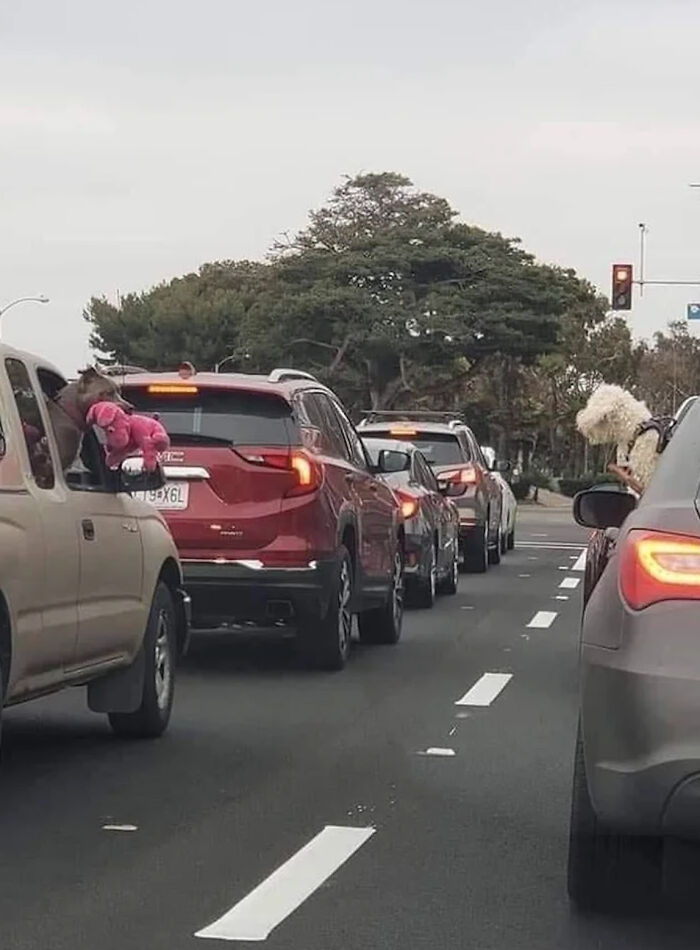 很多狗在一起合照,狗狗和小动物合影