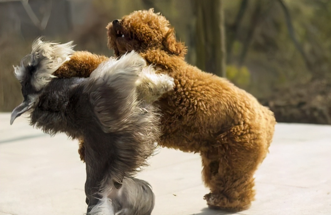 老年狗狗突然后腿站不起来还发抖,狗狗突然站不起来了发抖怎么回事