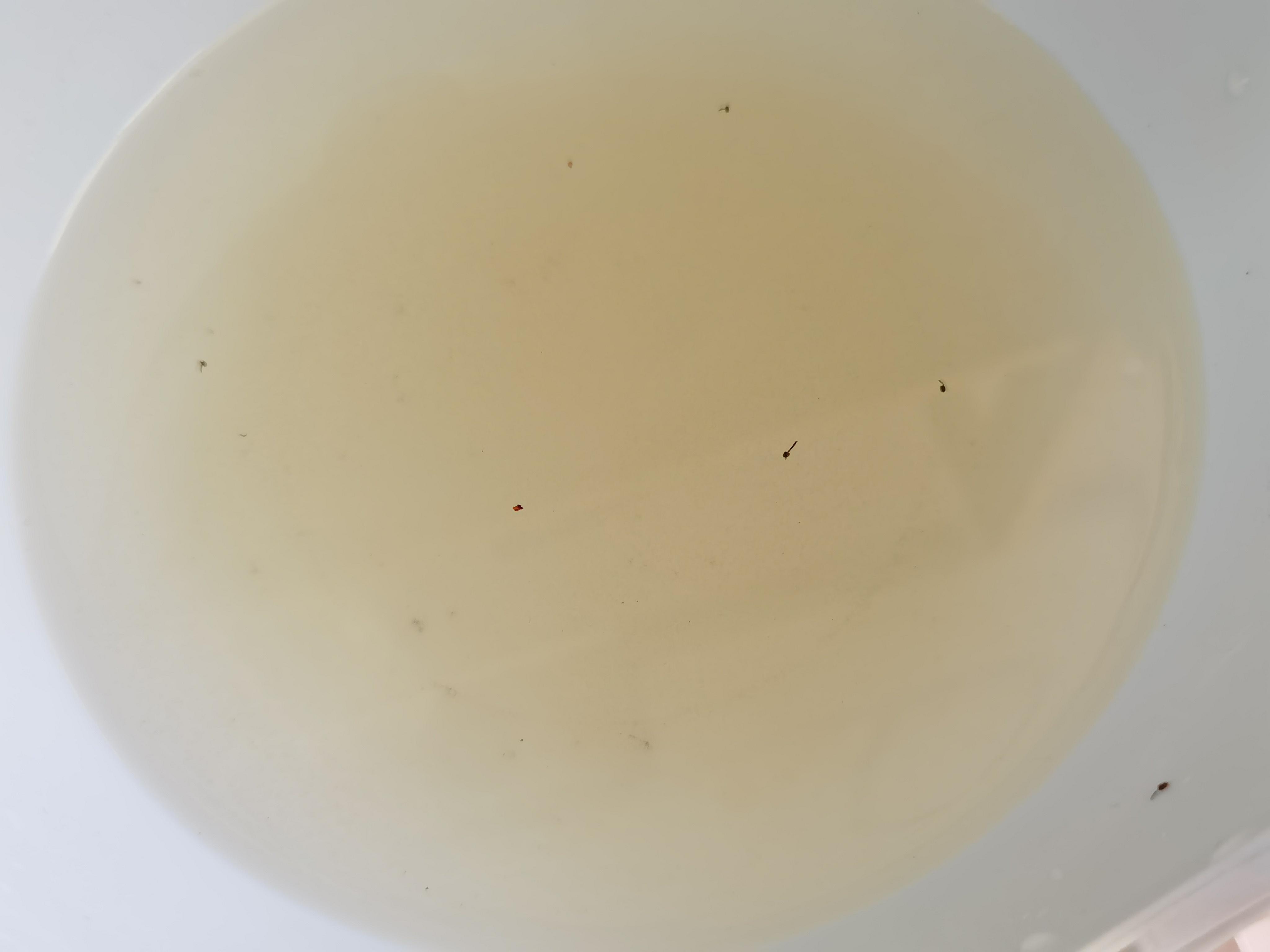 智商税贝壳粉测评,网上的贝壳粉怎么样