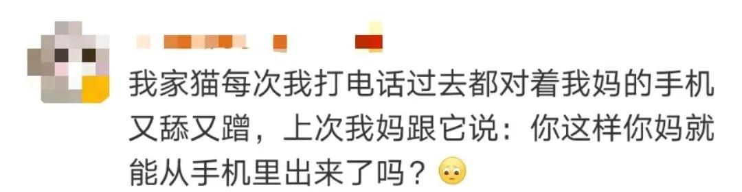 “因为一句话，我家猫在监控前守了一夜，彻夜未眠”