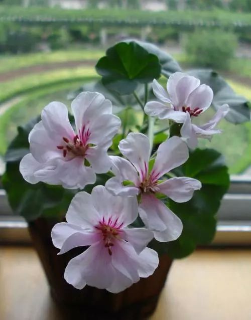 为什么有的天竺葵不开花,天竺葵不开花是什么原因呢