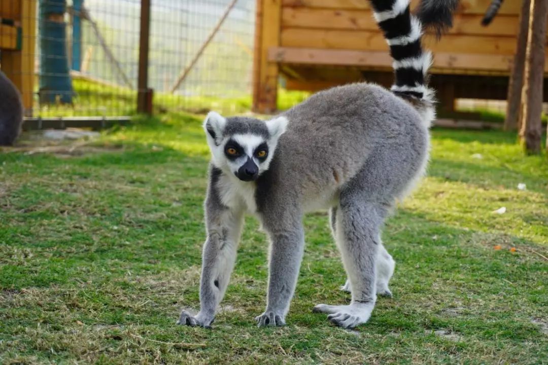 金牛湖野生动物王国过年去怎么样,金牛湖野生动物王国游玩时间