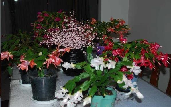 养了3年的蟹爪兰,养了两年的蟹爪兰