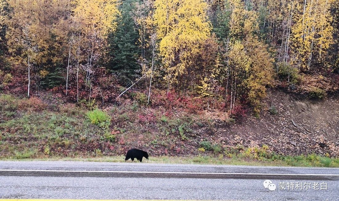 跟着老白行走加拿大，育空Watson Lake、BC省Northern Rockies