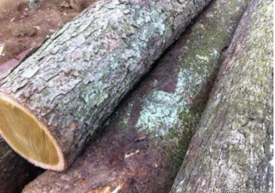 楸木原木价格,正宗楸木