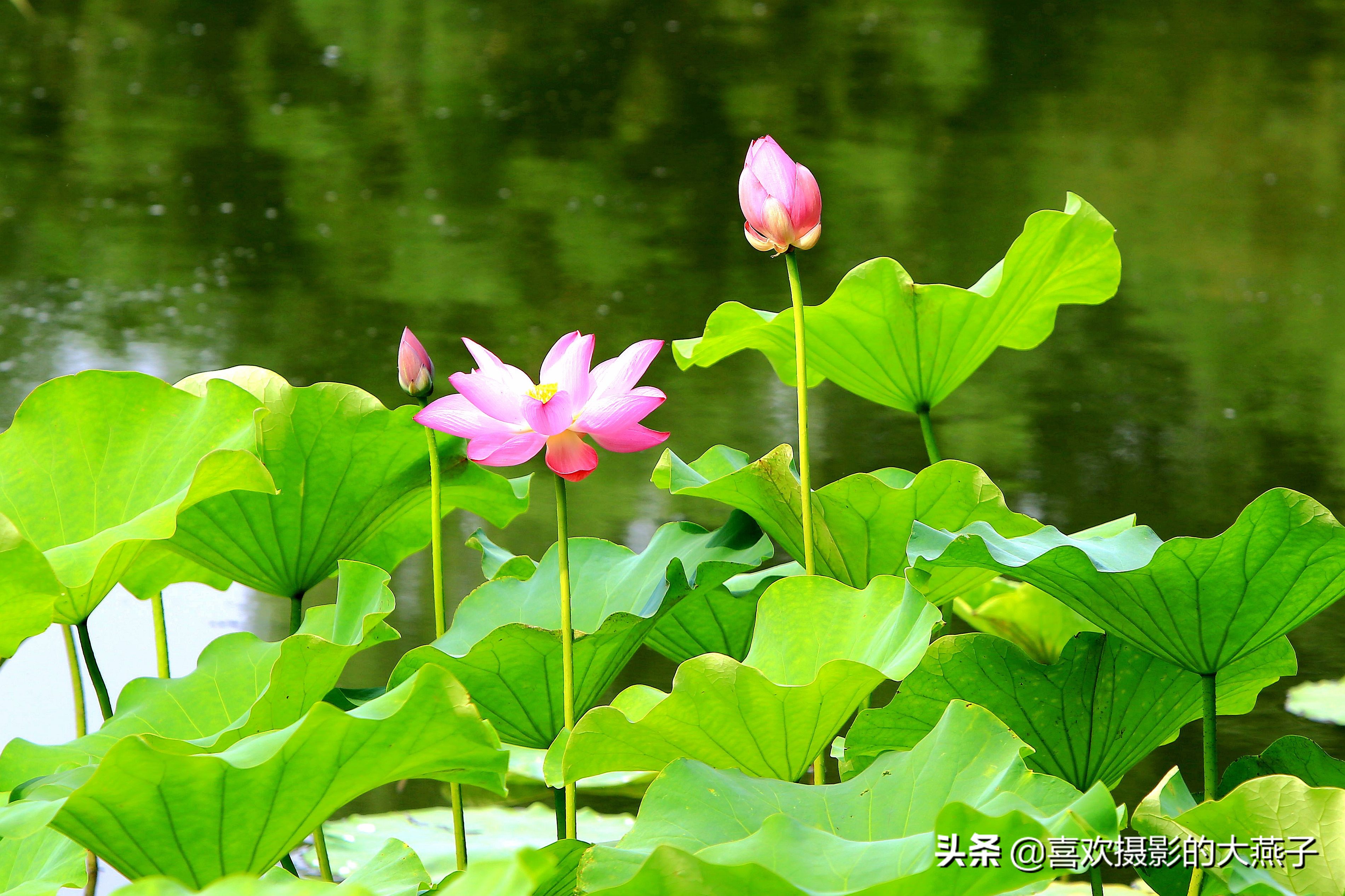 紫竹院京城景区,京城皇家御河紫竹院