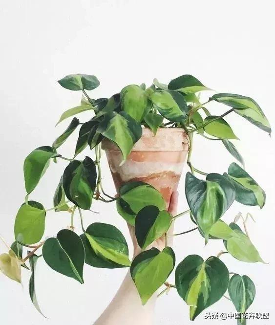 打翻了调色盘的花,打翻了调色盘的美景