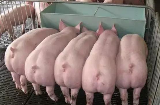 养猪致富手册,养猪技术指南