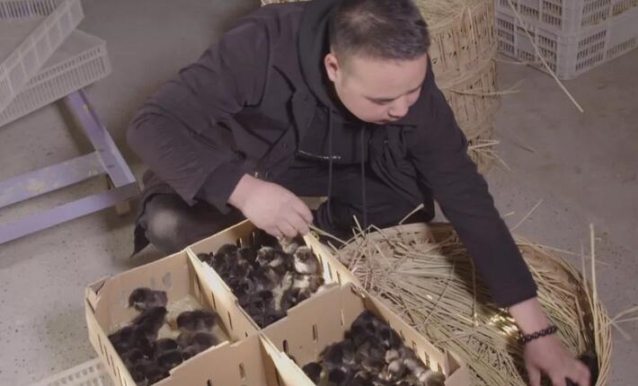 宜昌农村小伙返乡养殖黑鸡,回乡养本地黑鸡的90后小伙