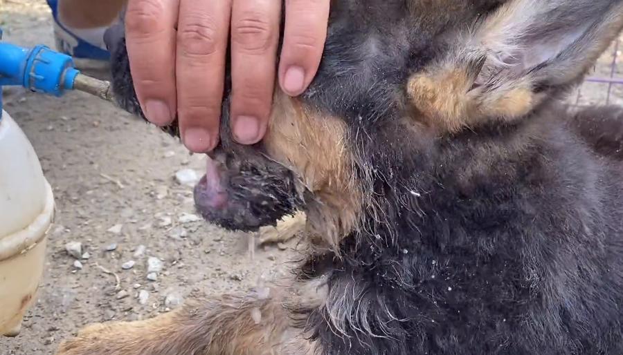 小德牧中暑,德牧幼犬中暑反应