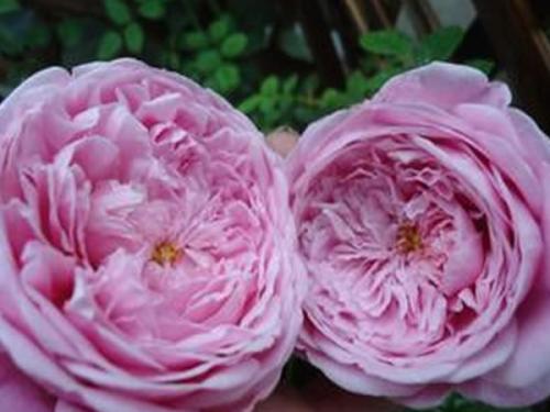 适合院子种的藤本月季品种,适合两广种植的浓香型藤本月季