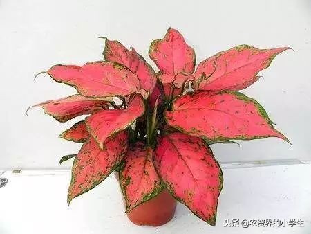 植物的叶子为什么是黄色的,植物的叶子呈绿色的原因