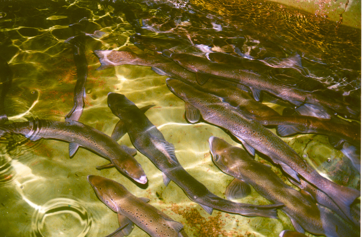 三文鱼的一生,三文鱼的一生完整视频