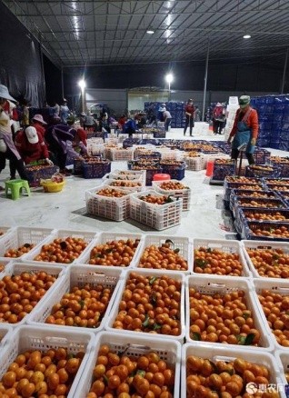 四会哪里有沙糖桔种植基地,四会桔子小镇沙糖桔