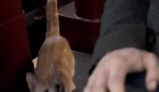 为什么流浪猫鲍勃去世了,流浪猫鲍勃治愈了多少人