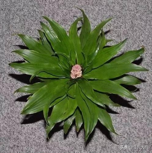 吸甲醛大型绿植仙人球,仙人球和多肉吸甲醛吗