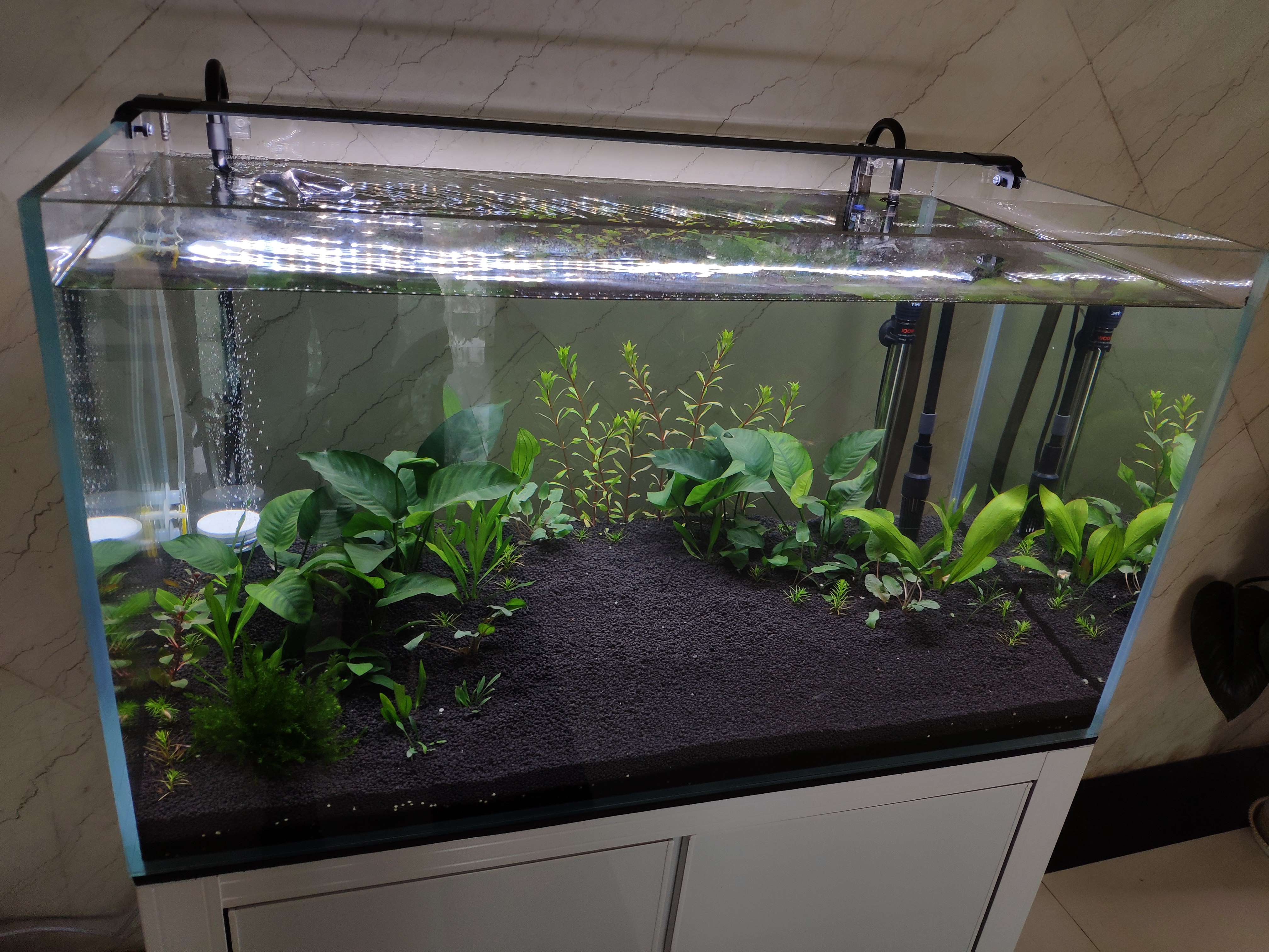 鱼缸开缸如何用硝化活菌养水教程,新缸养水期如何快速培养硝化菌