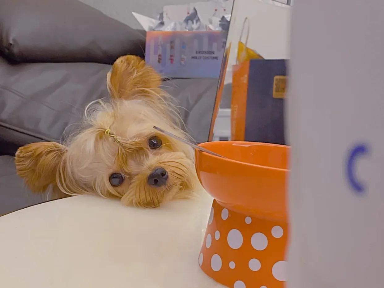 约克夏怎么养才能吃狗粮,铲屎官强哥约克夏有没有问题