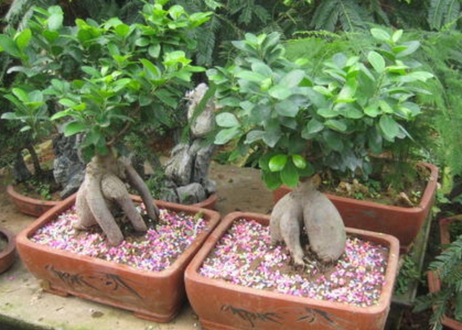 榕树盆景怎么养才能长得茂盛,榕树盆景的养护技巧