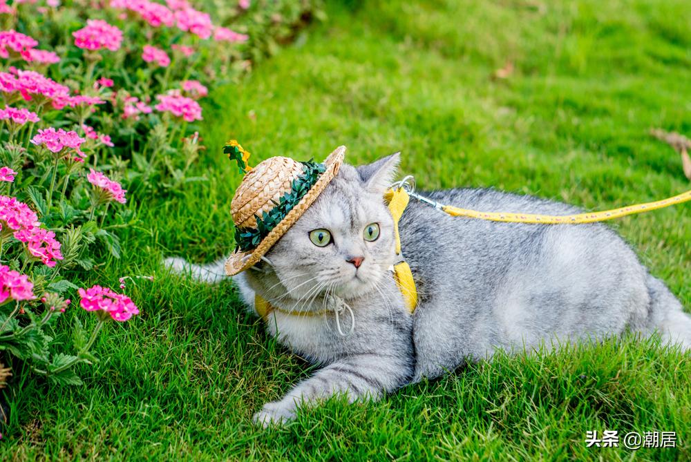 猫咪怎么吃得胖,猫猫太瘦怎么给它补充营养