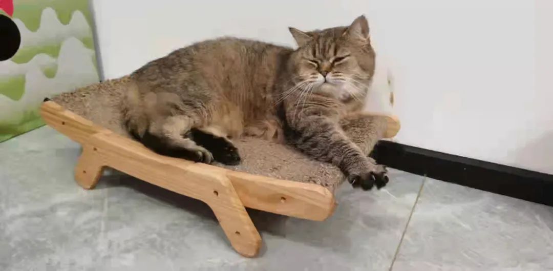 家里有两只猫想养一只狗,家里有只猫又来了一只狗怎么相处