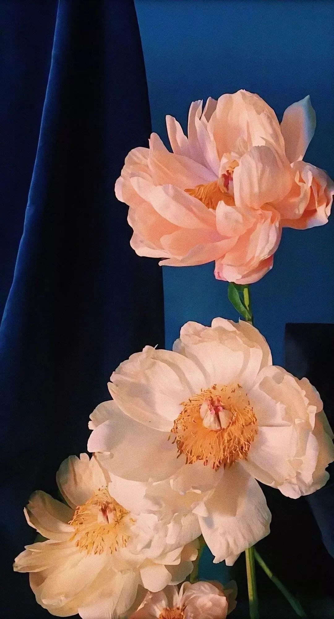 谷爱凌图片高清壁纸,周杰伦图片高清壁纸