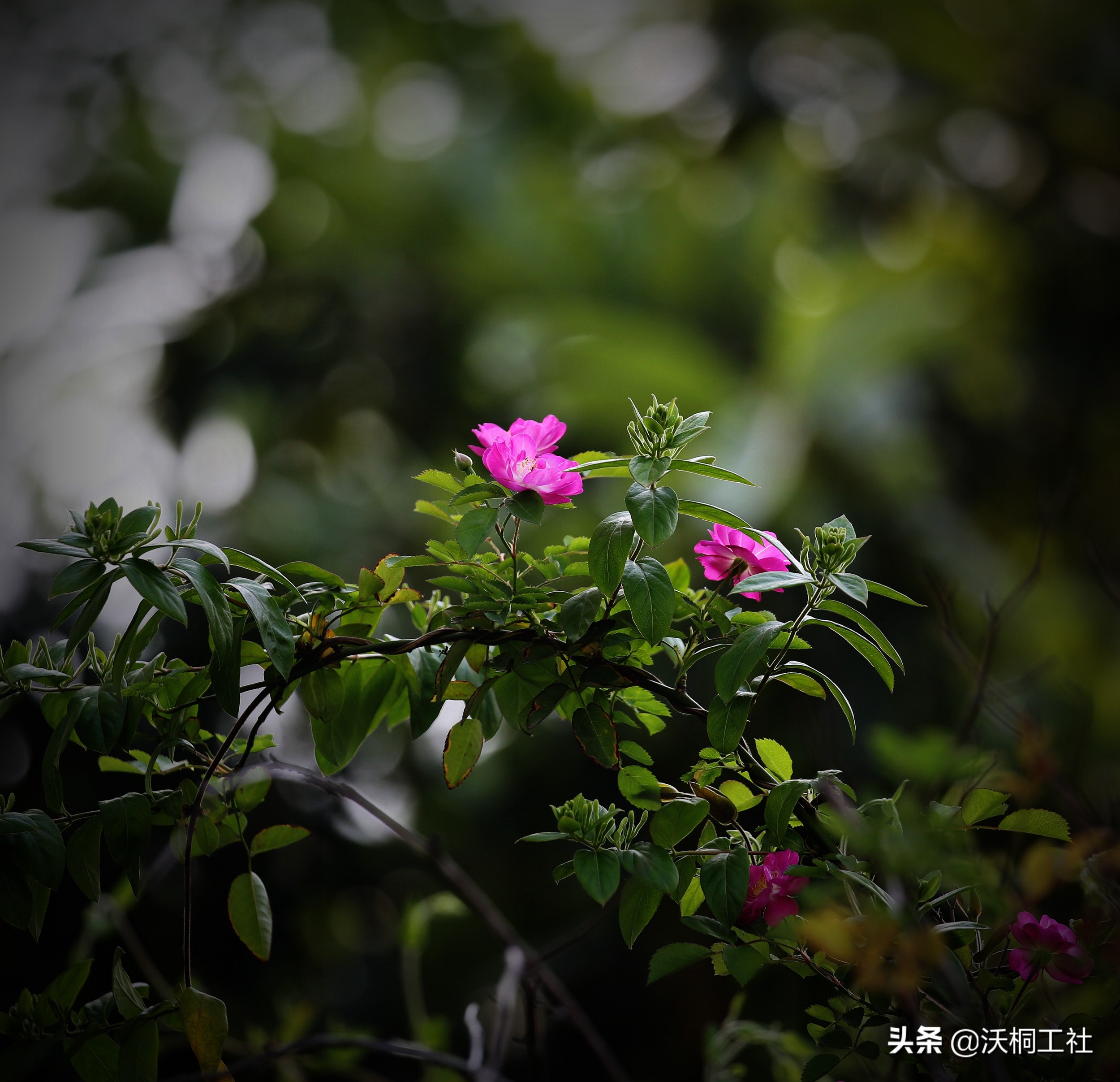 二十四节气花与诗感悟,二十四节气里的梅花诗句