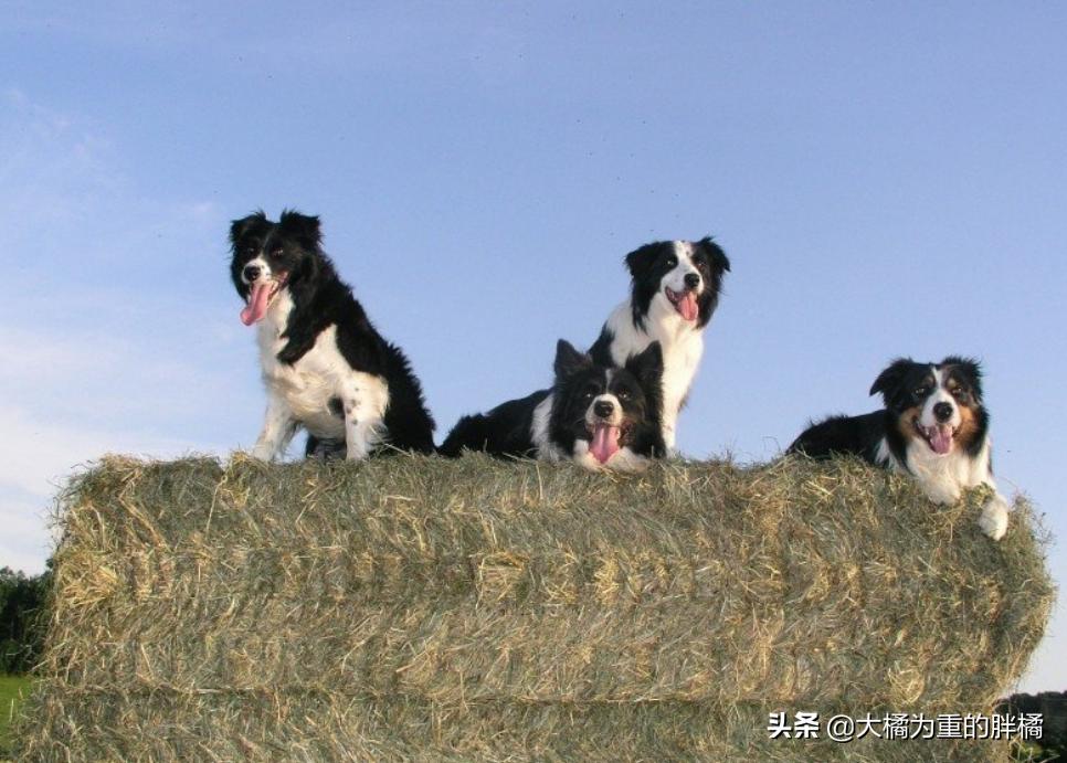 边牧的优点和缺点,为什么养了边牧