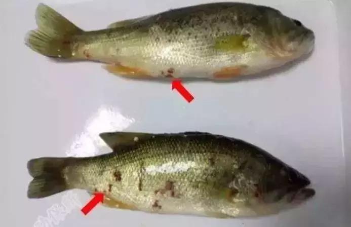 加州鲈细菌性肠炎治疗难度大，如何做到绿色、用药、安全防控？