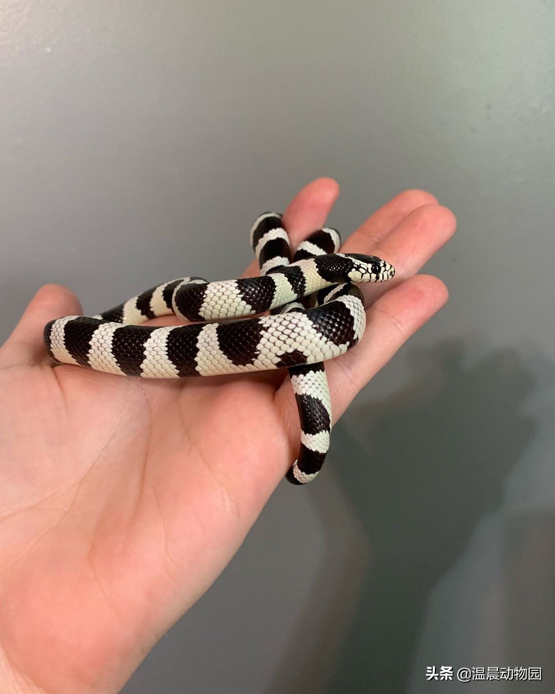 宠物蛇饲养指南,哪些没毒又可爱的宠物蛇可以养