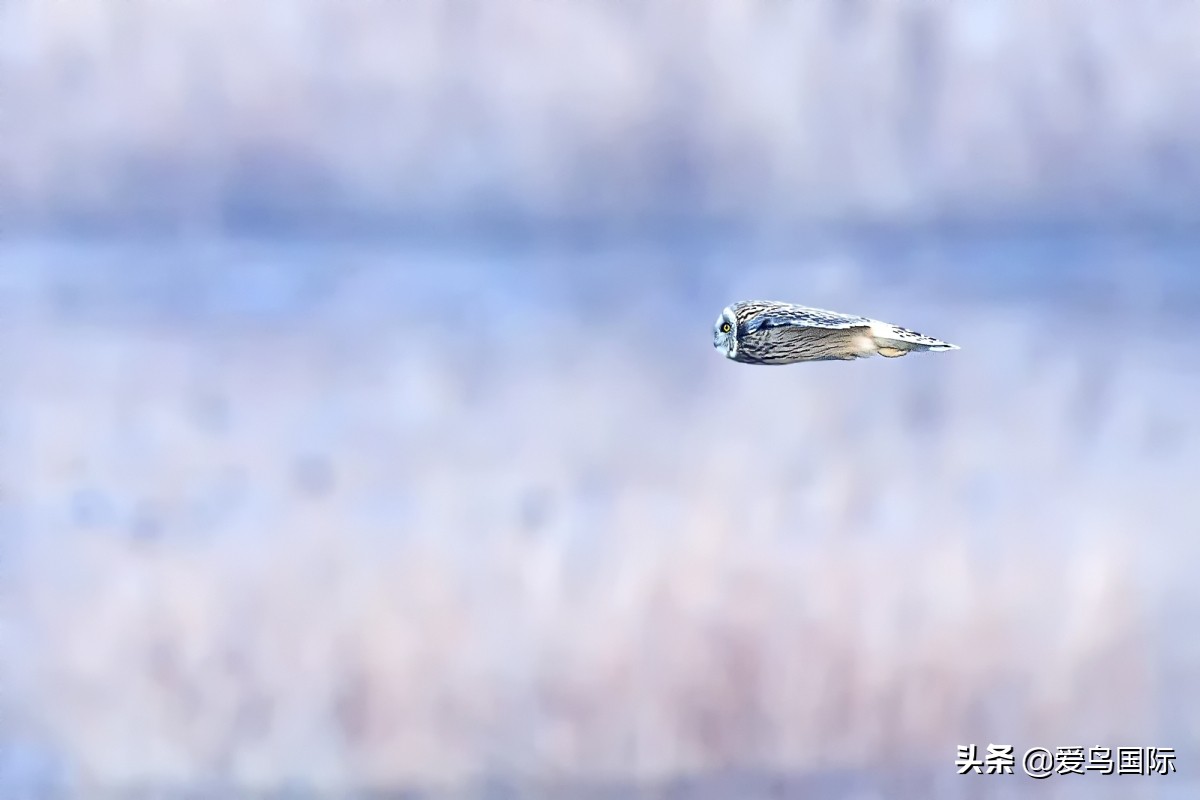 2020观鸟大年,观鸟大年完整版