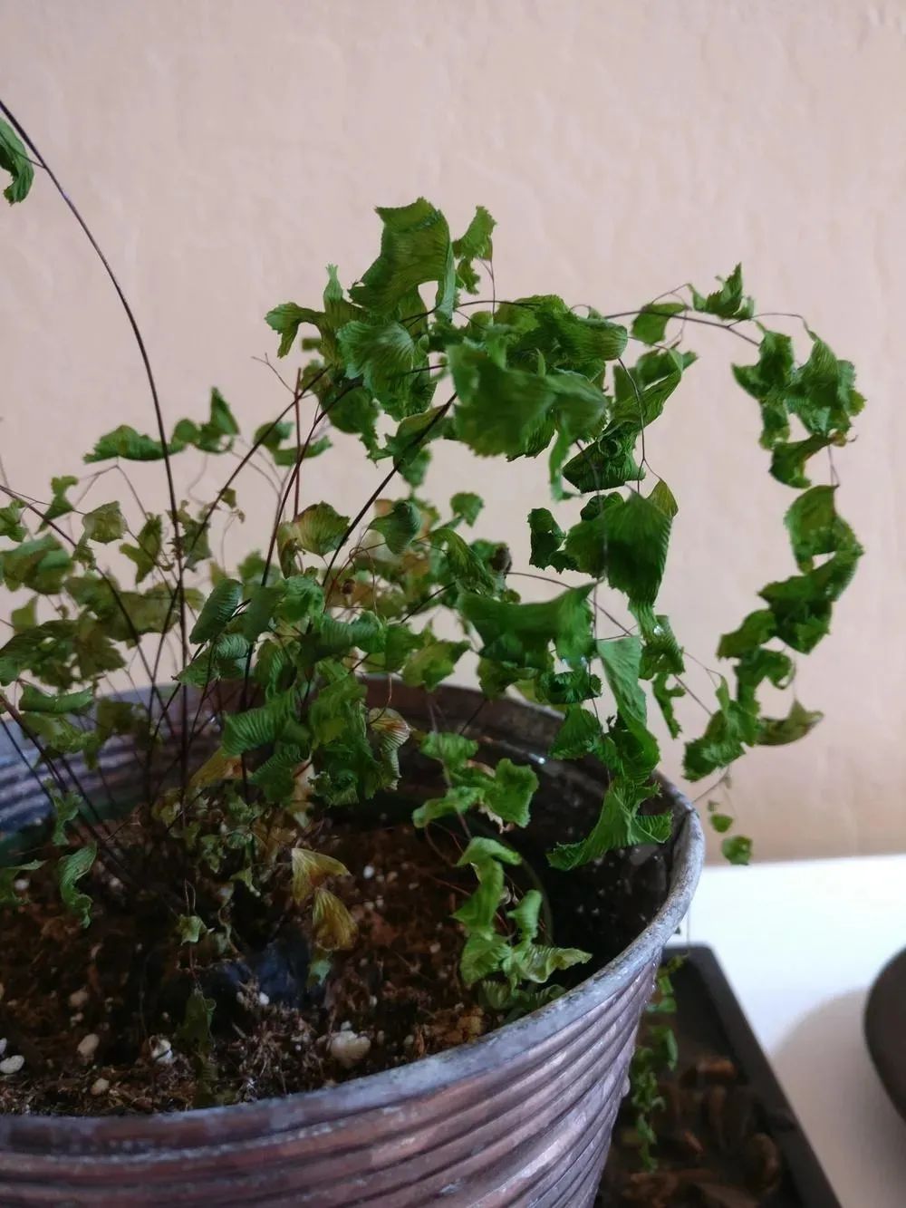 盆栽铁线蕨为啥买回家养一周叶子就蔫，北方暖房养护咋办？