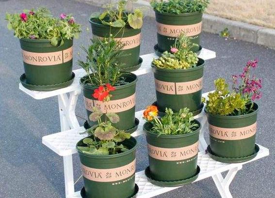 如何为你的植物选择合适的花盆,怎么选择合适的花盆口径