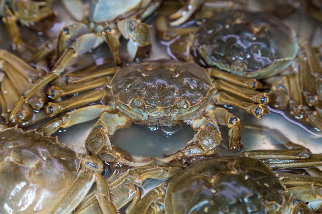 公母螃蟹哪种最好吃,最便宜的螃蟹哪里最好吃