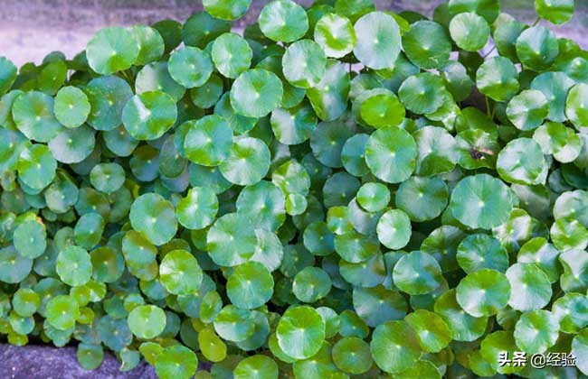 盆栽金钱草怎么养殖,盆栽金钱草的钩法