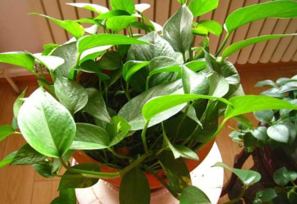 绿萝怎么养不怕黄叶,绿萝该怎么养不会有黄叶子