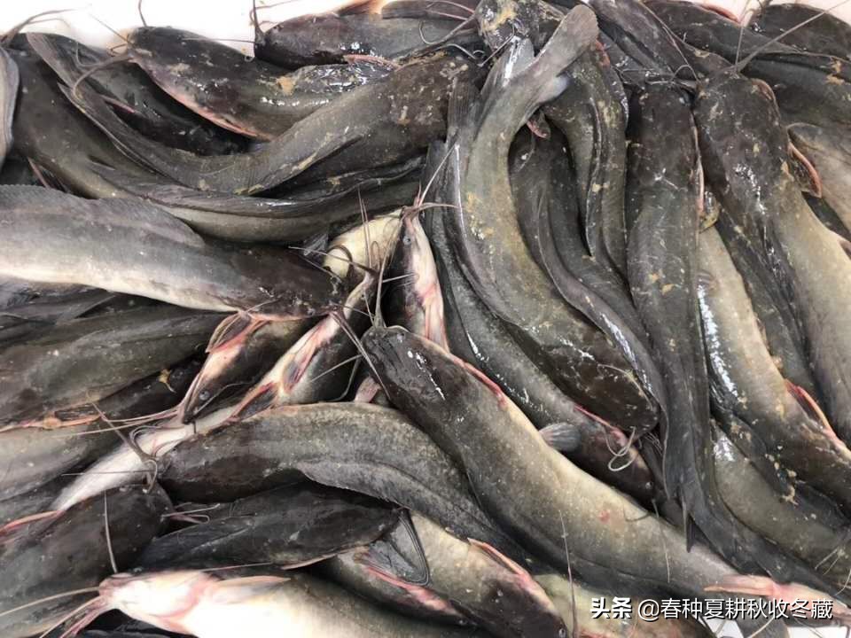 胡子鲶用什么养的,塘角鱼和埃及胡子鲶哪个更好养