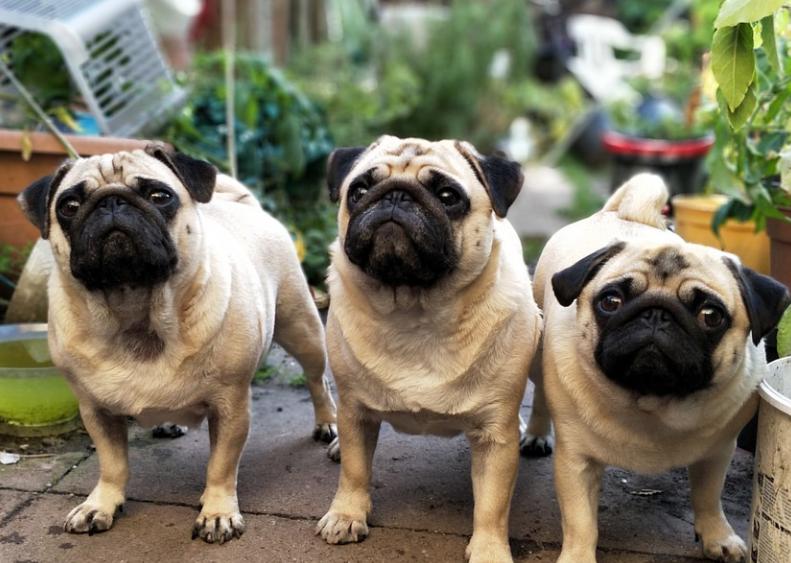 养巴哥注意事项和安全,养巴哥犬有什么要注意的事项