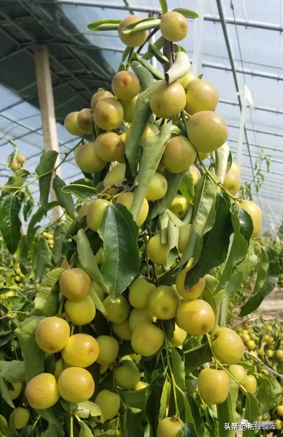 宋家庄镇有多少村,中国宋家庄