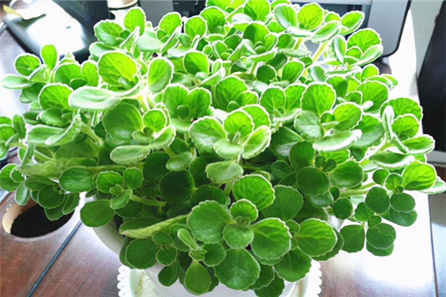 适合邻居养的十种花,养这7种花大人小孩都能养好