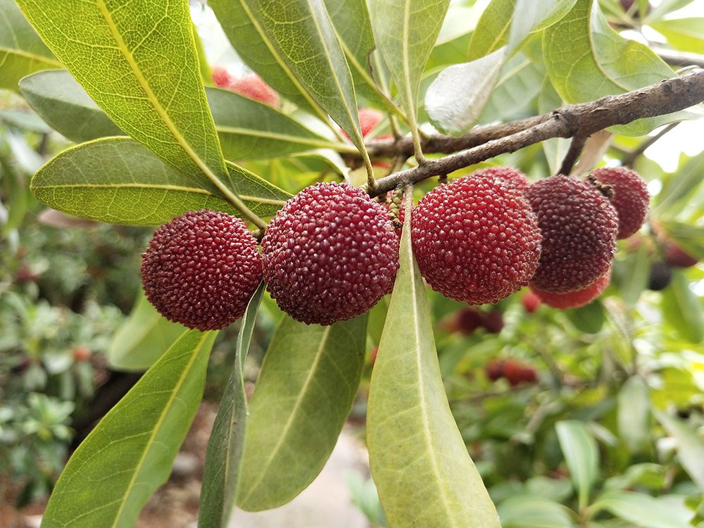 关于昆明市有哪些特产,昆明市云南特产市场
