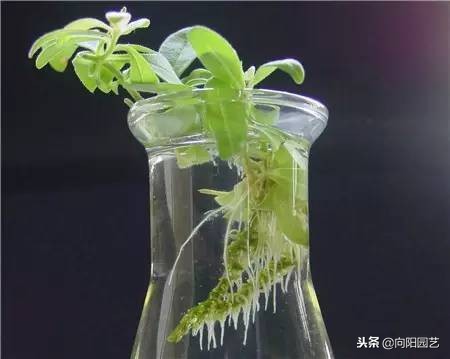 水培植物发臭的解决方法,水培植物根部腐烂怎么补救