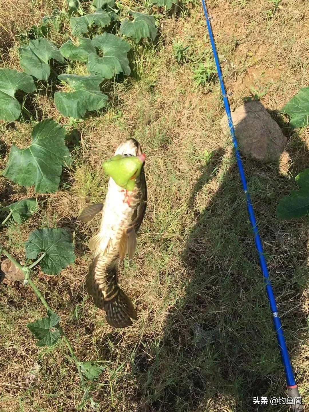 钓黑鱼一定要雷强吗,钓黑鱼用雷强竿什么硬度最好
